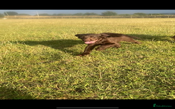 Cocker Spaniel dogs for sale: CRACKER - cocker pup for sale 🩷 in Leeds - Image 6