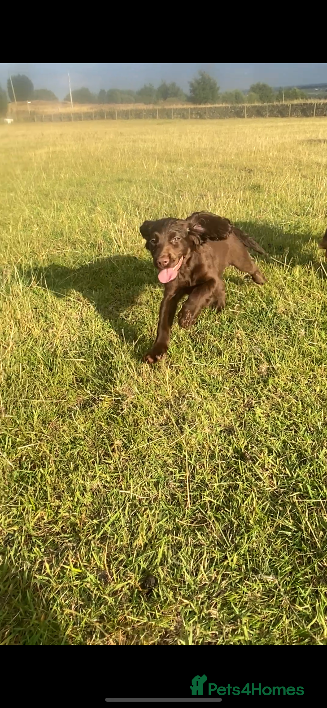 Cocker Spaniel dogs for sale: CRACKER - cocker pup for sale 🩷 in Leeds - Image 6