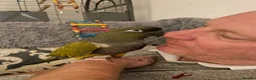 Parrots birds for sale: Patagonian Conure  - Advert 7