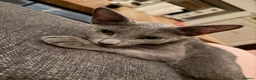 Russian Blue cats for sale: 2 Beautiful Russian Blue Kittens, 5 months old in London - Advert 16