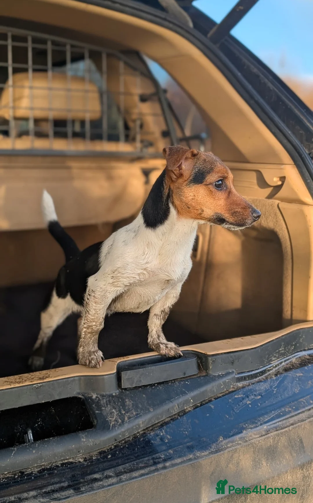 Jack Russell dogs for sale: Stunning Trained Terrier for 5* Home  - Advert 2