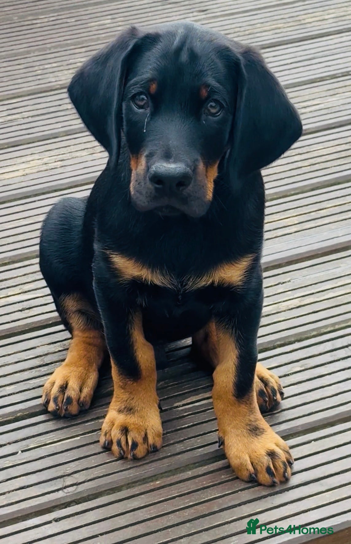 Mixed Breed dogs Doberman puppy 1 boy left ready now  - Advert 1