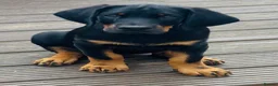 Mixed Breed dogs for sale: Doberman puppy 1 boy left ready now  - Advert 1