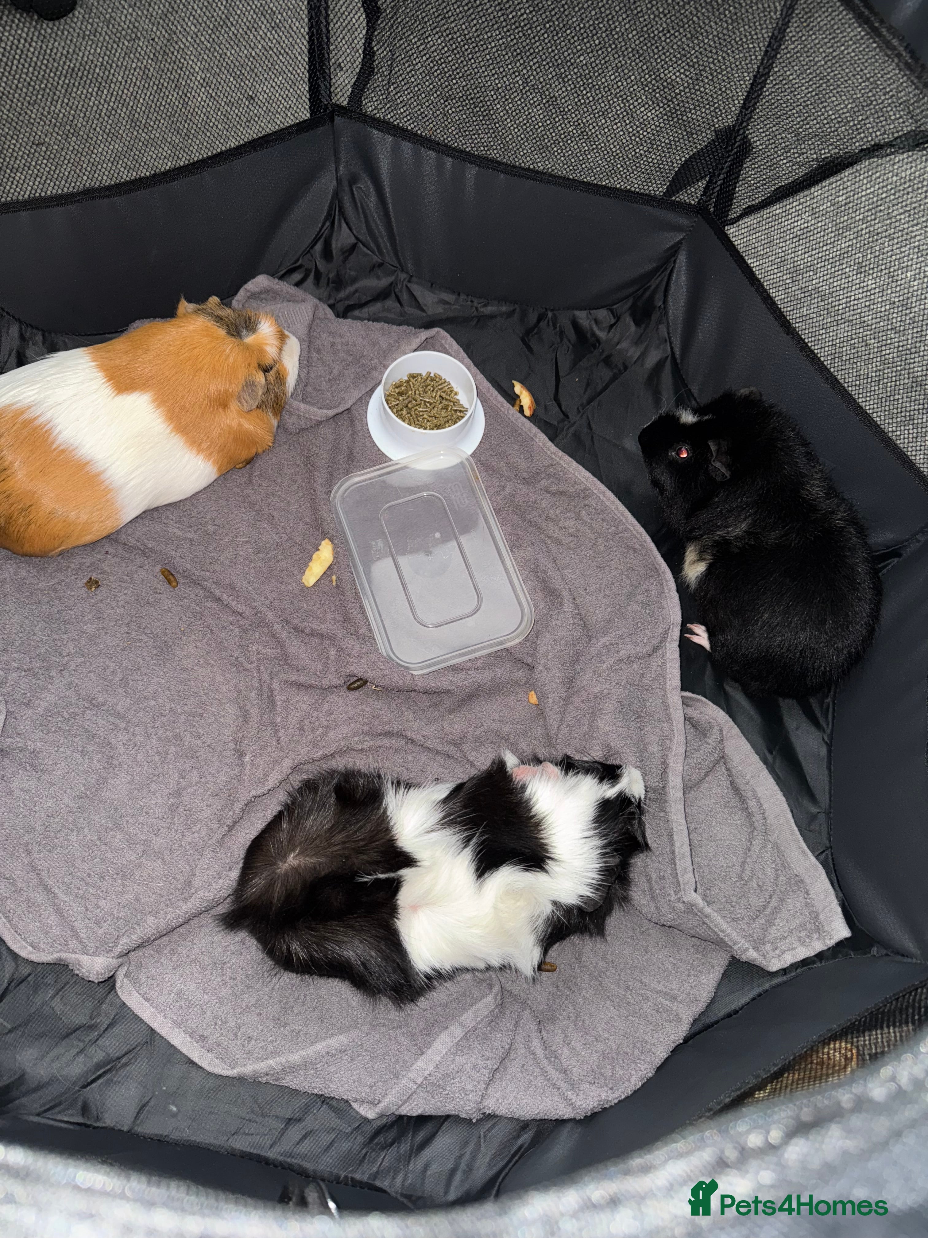 Guinea Pig rodents 2 male guinea pigs with cage. - Advert 18