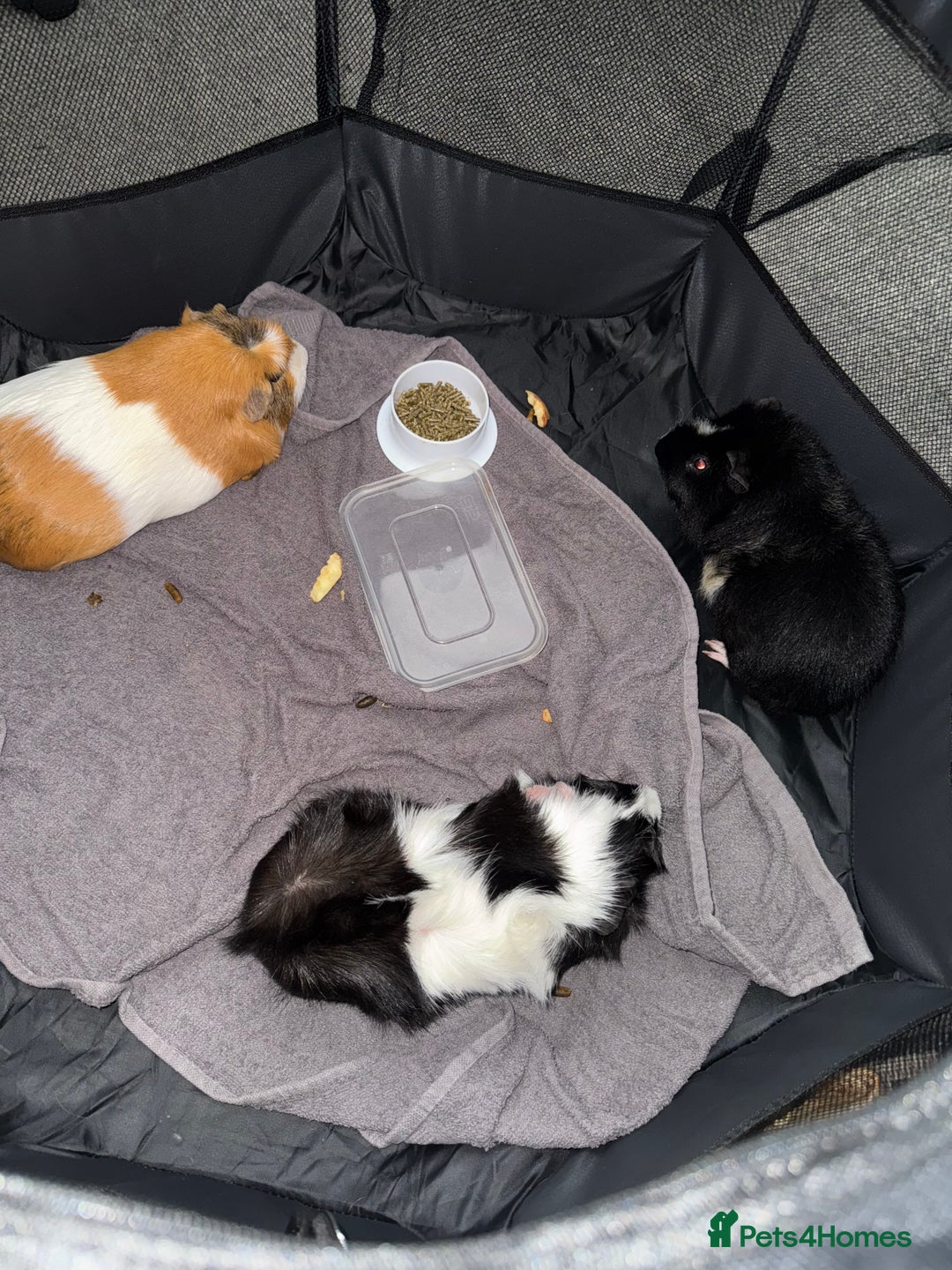 Guinea Pig rodents for sale: 3 male guinea pigs with cage,food and lots of heys - Image 1