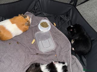 Guinea Pig rodents 2 male guinea pigs with cage. - Advert 15