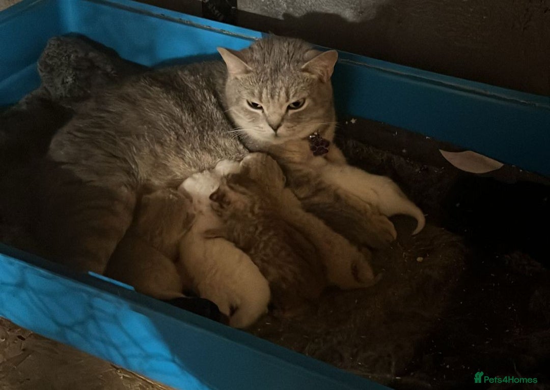 British Shorthair cats for sale: 🐾 Purebred BSH Kittens 🐾 - Advert 10