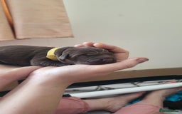 Labrador Retriever dogs for sale: Pedigree Labrador puppies - strong and healthy  - Image 10