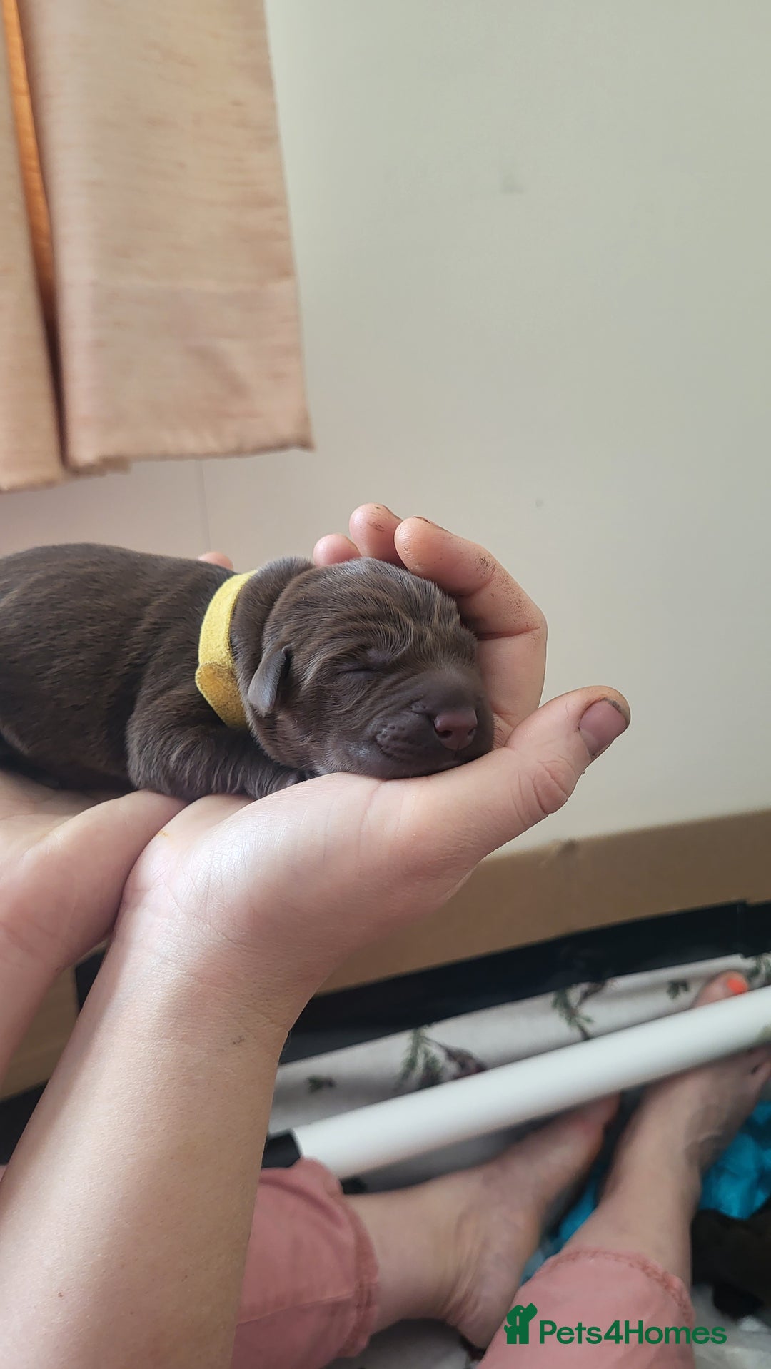 Labrador Retriever dogs for sale: Pedigree Labrador puppies - strong and healthy  - Image 10
