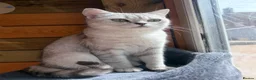 British Shorthair cats for sale: Beautiful Unrelated British Shorthair Couple - Advert 2