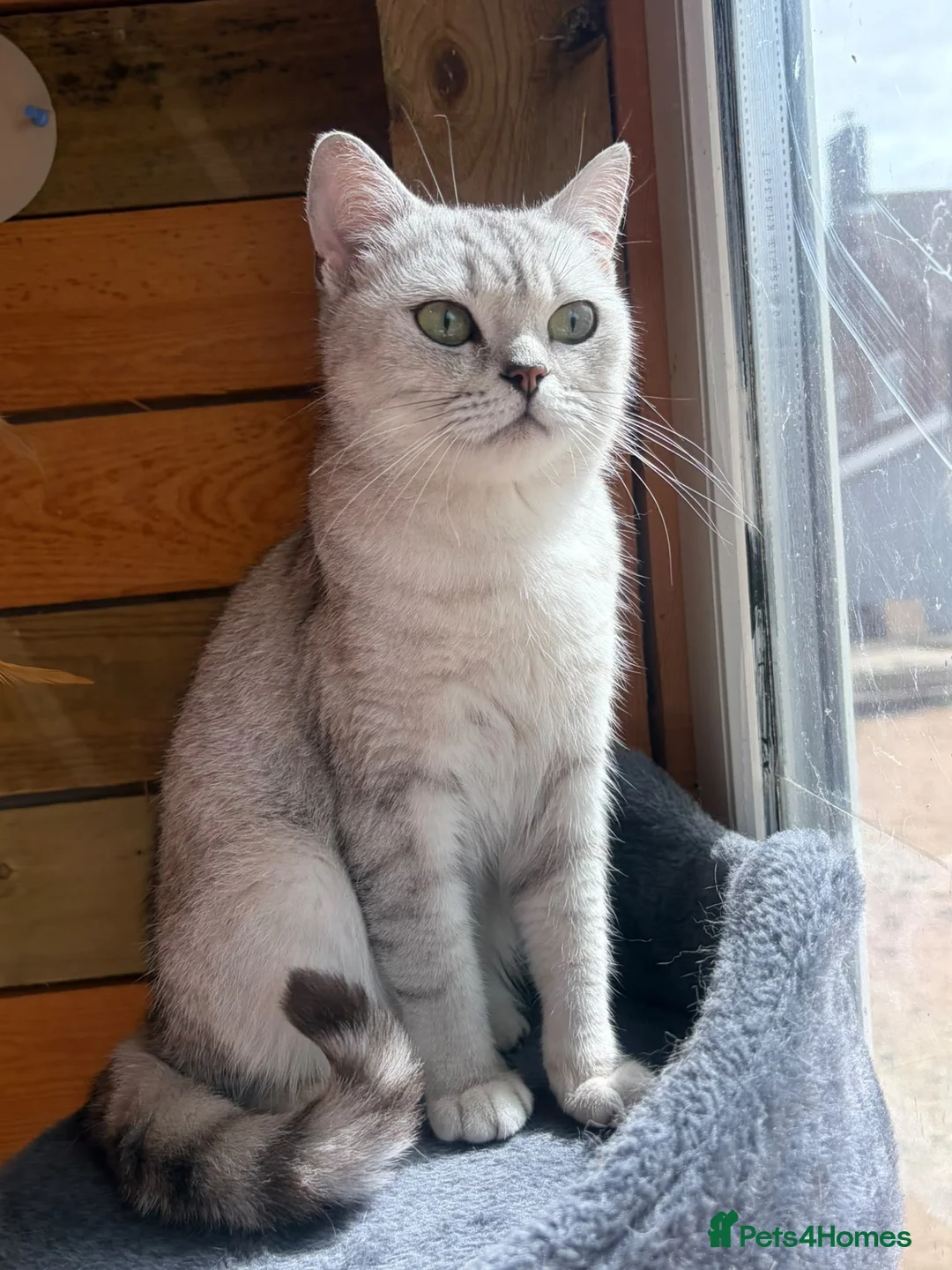 British Shorthair cats for sale: Beautiful Unrelated British Shorthair Couple - Advert 2