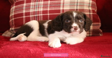 English Springer Spaniel dogs - Advert 4