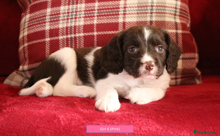 English Springer Spaniel dogs - Advert 7