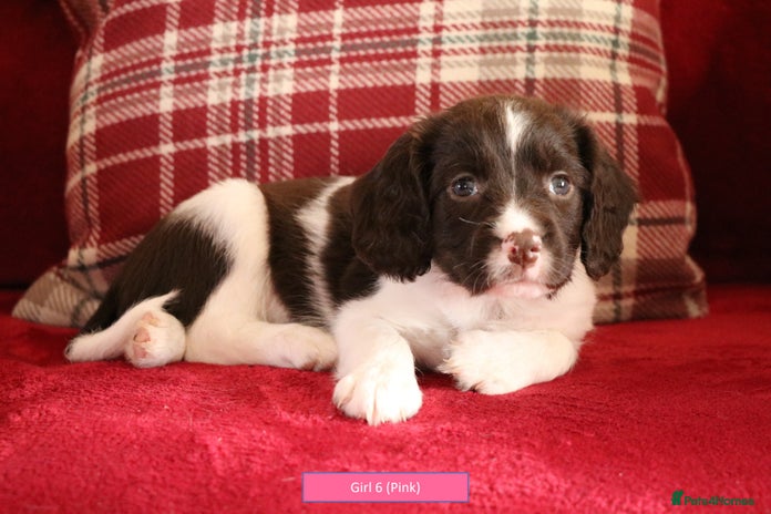 English Springer Spaniel dogs - Advert 7
