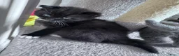 Mixed Breed cats for sale: Beautiful kittens - Advert 15