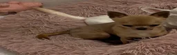 Chihuahua dogs for sale: Beautiful full pedigree chihuahua puppies in Spalding - Advert 15