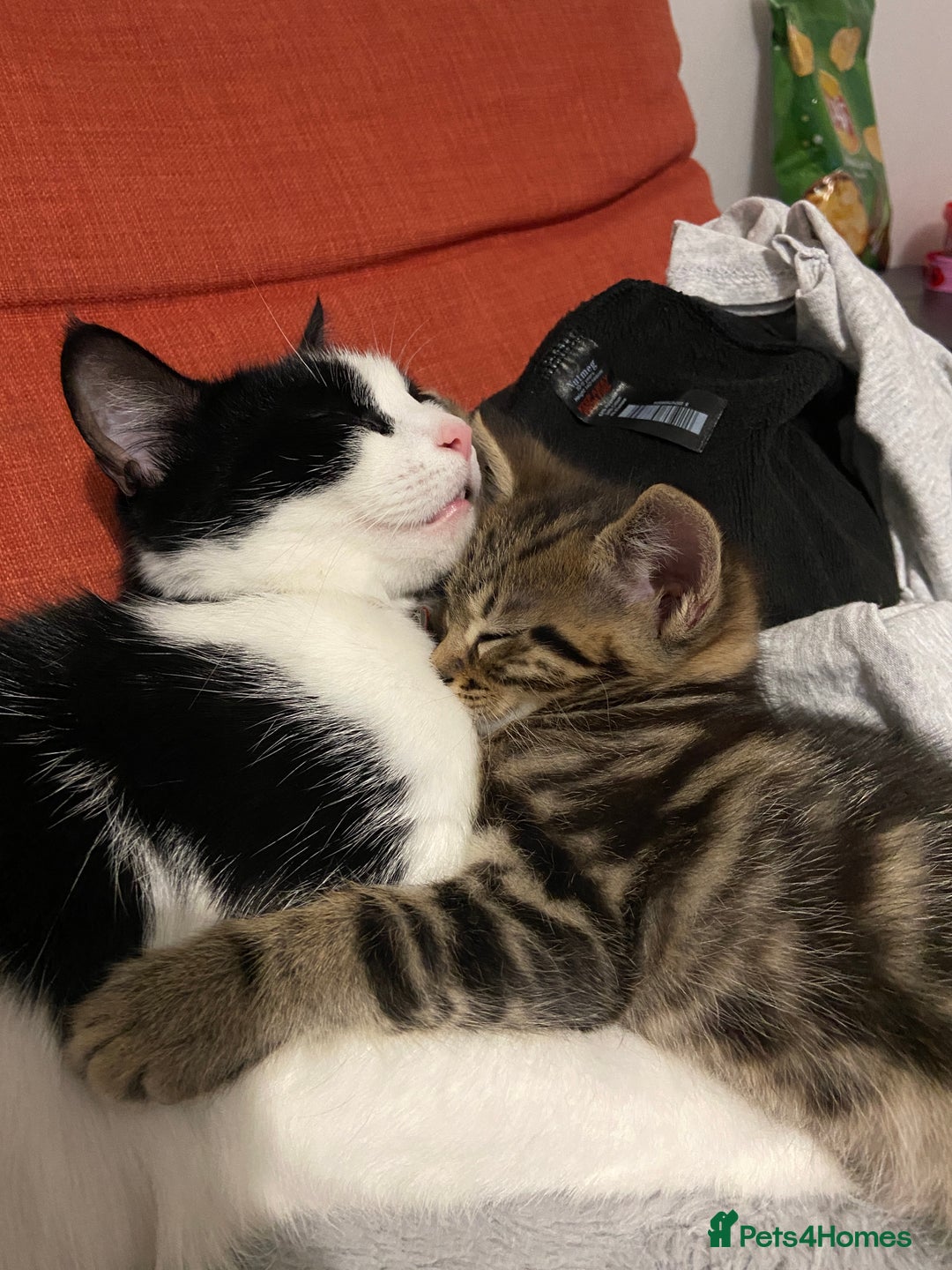 European cats for sale: Little Tabby Boy Looking for His Forever Home❤️ - Advert 3