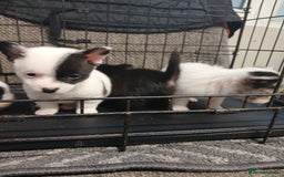 Mixed Breed dogs for sale: Pomeranian cross puppies ready now - Image 6