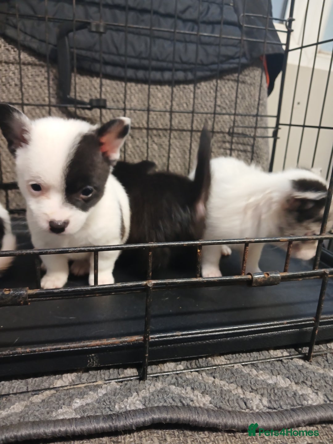 Mixed Breed dogs for sale: Pomeranian cross puppies ready now - Image 6