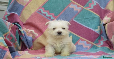 West Highland Terrier dogs - Advert 18