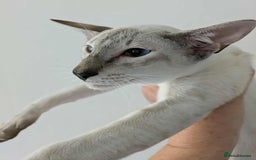 Siamese cats for sale: Siamese Kittens For Sale. - Image 4