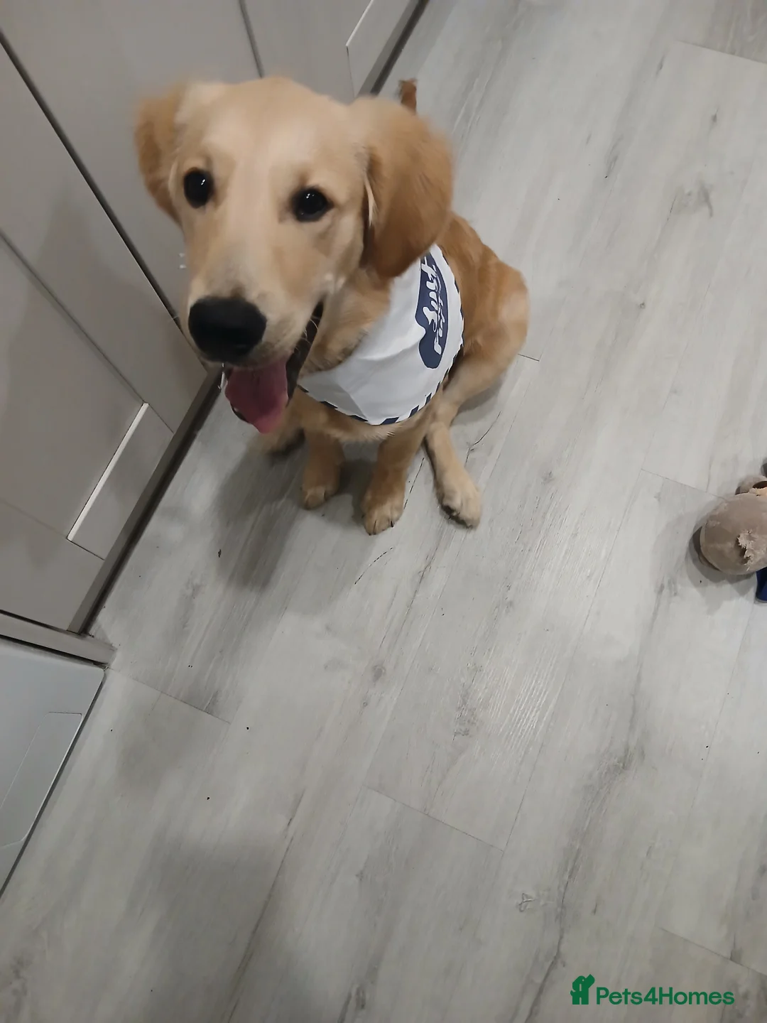 Golden Retriever dogs for sale: Male Golden Retriever - Advert 2