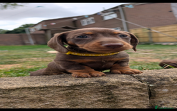Miniature Dachshund dogs for sale: Smooth haired miniature dachshund  - Image 5