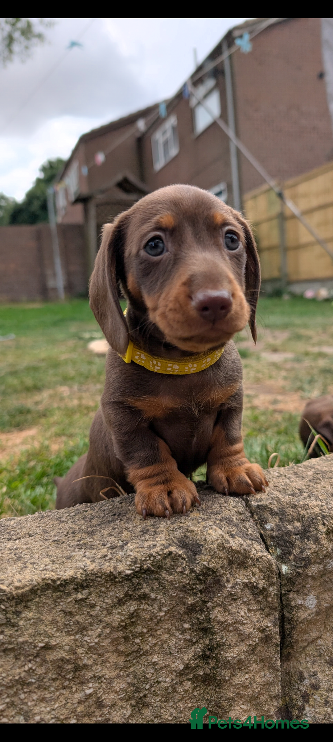 Miniature Dachshund dogs for sale: Smooth haired miniature dachshund  - Image 5