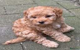 Poochon dogs for sale: Poodle X Pups - Image 3
