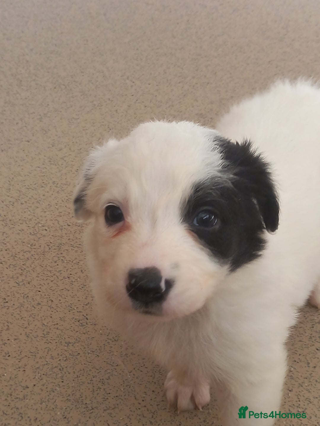 Border Collie dogs for sale: Border Collies for sale - Image 30