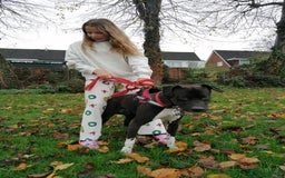 Mixed Breed dogs for adoption: 💙STEVIE-HANDSOME DALMATIAN CROSS BOY 💙 - Advert 9