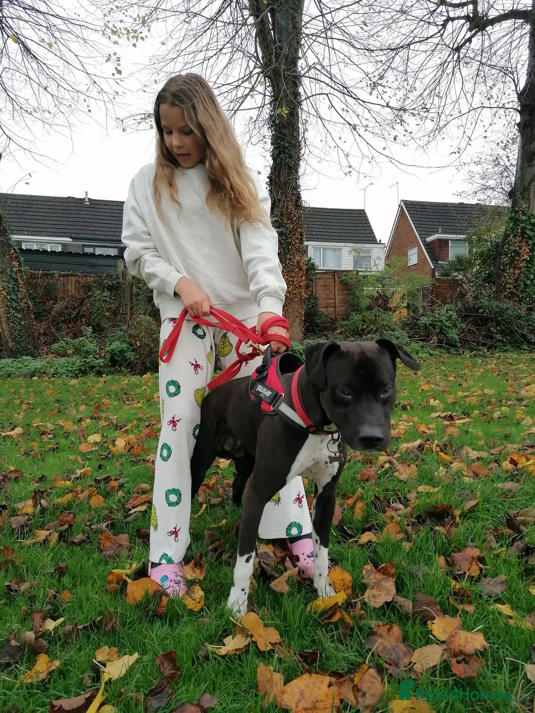 Mixed Breed dogs for adoption: 💙STEVIE-HANDSOME DALMATIAN CROSS BOY 💙 - Advert 9