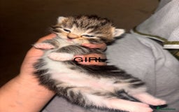 Maine Coon cats for sale: Mainecoon X Siberian  - Image 6