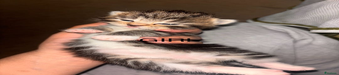 Maine Coon Kitten 4