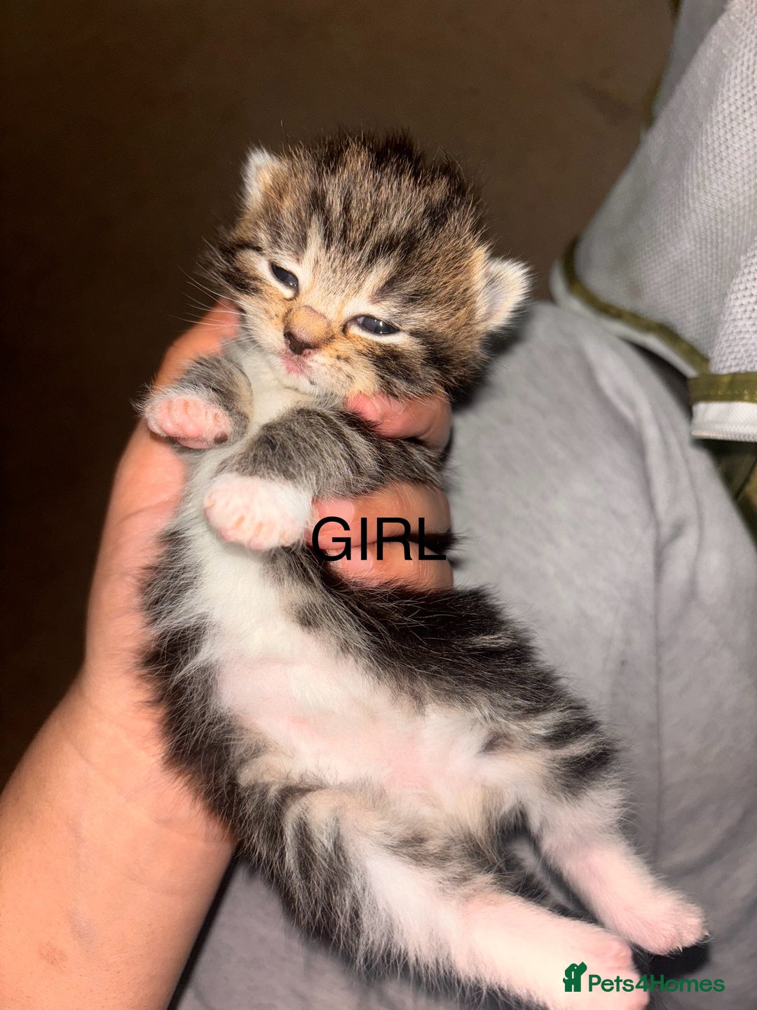 Maine Coon cats for sale: Mainecoon X Siberian  - Image 6