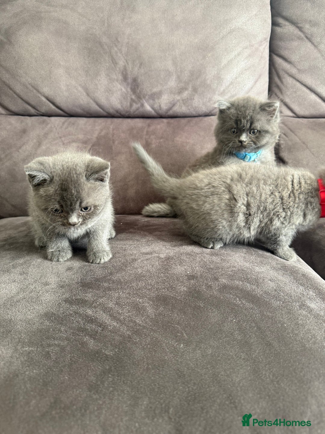 British Shorthair cats for sale: British short hair kittens  - Advert 3