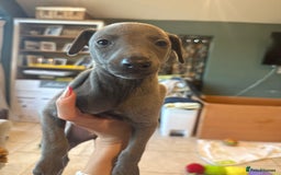 Whippet dogs for sale: Blue whippet puppies - Image 14