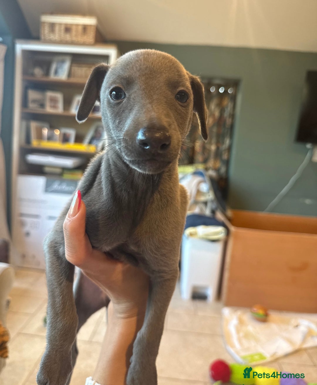 Whippet dogs for sale: Blue whippet puppies - Image 14