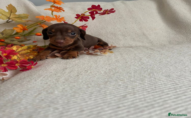 Miniature Dachshund dogs - Advert 9
