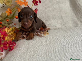 Miniature Dachshund dogs - Advert 7