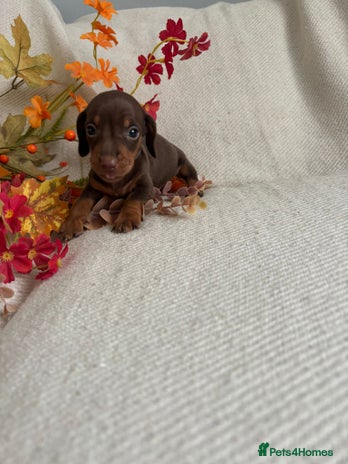 Miniature Dachshund dogs - Advert 9