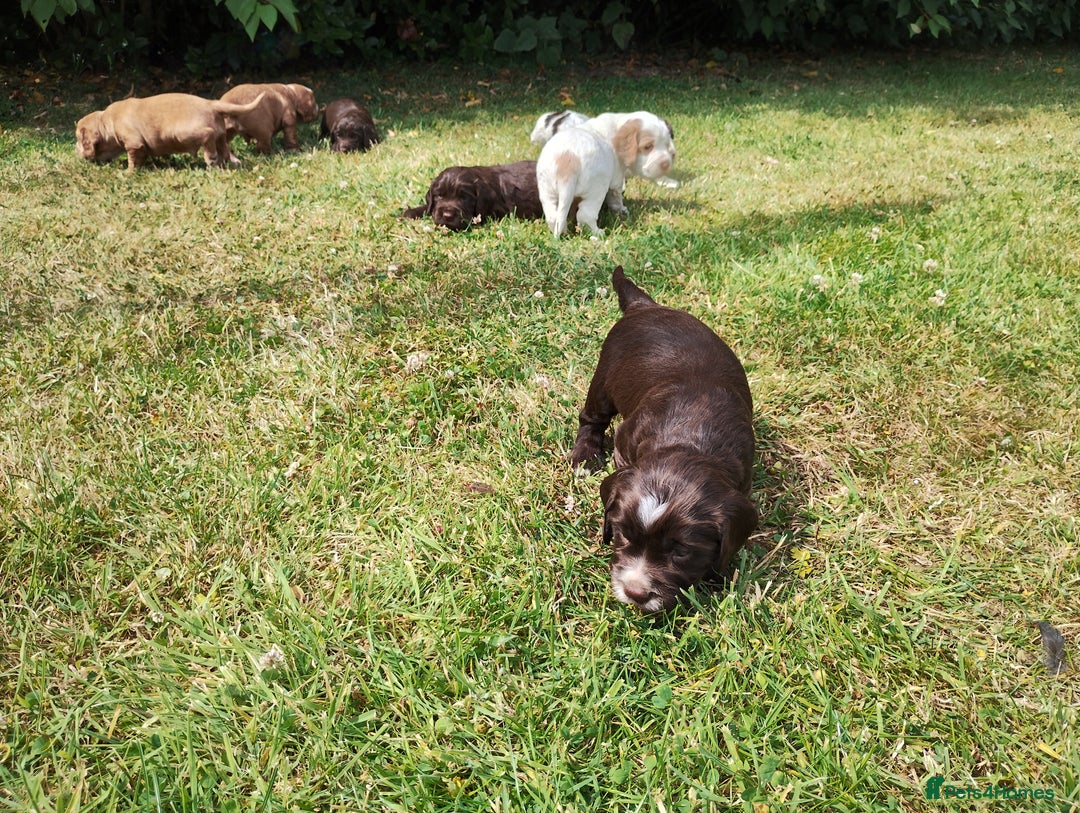 Cocker Spaniel dogs for sale: Cocker Spaniel Puppies - Image 9