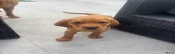 Cockerdor dogs for sale:  Cockerdor fox red puppies - Advert 7