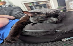 Bombay cats for sale: BLACK BOMBAY FEMALE - Image 3