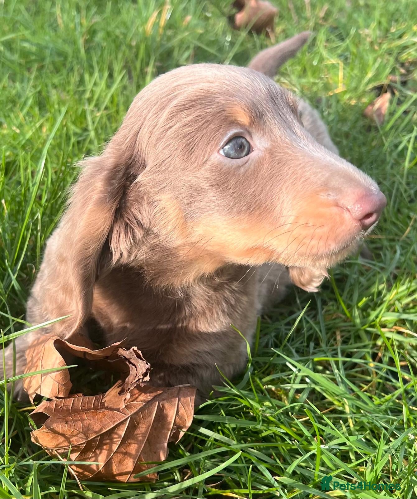 Dachshund dogs Lovely mini Dachshund puppies  - Advert 17
