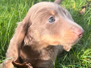 Dachshund dogs Lovely mini Dachshund puppies - Advert 17