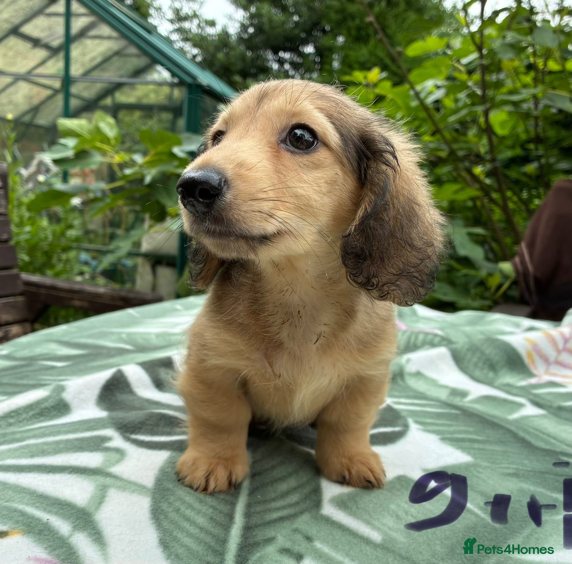 Miniature Dachshund dogs GORGEOUS KC reg PRA CLEAR MINI DACHSHUND PUPPIES - Advert 1