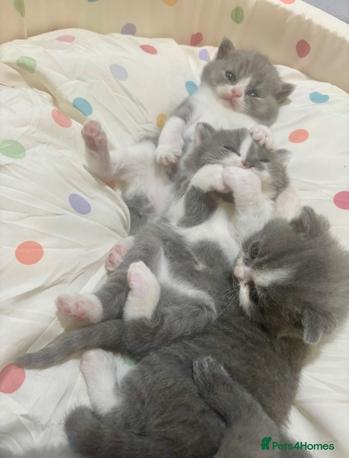 British Shorthair cats GCCF Reg BSH Blue And Bicolour Kittens - Advert 14