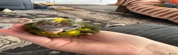 Parrots birds for sale: 2 male kakarikis  - Advert 2