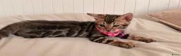 Bengal cats for sale: Tica Registered Bengal Kittens - Snow and Brown - Advert 11